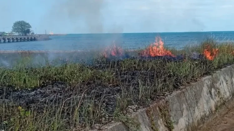 Semak Terbakar di Dabo, Damkar Bergerak Cepat