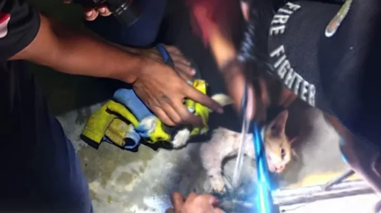 Kucing Nyangkut di Plafon, Damkar Turun Tangan