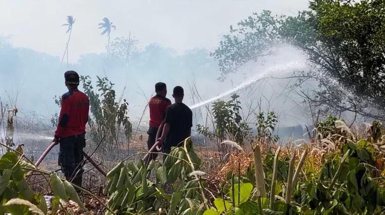 Sebanyak 9 Titik Karhutla di Wilayah Toapaya, Damkar Padamkan Api Seharian