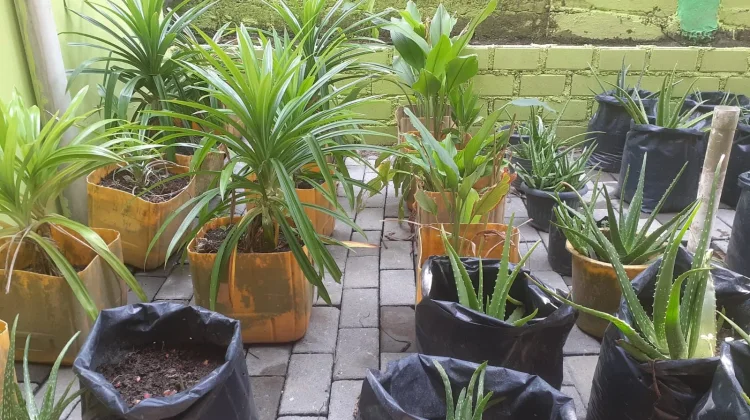 Daun Pandan Wangi yang Tak Terlihat