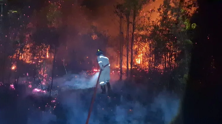 Pegiat Lingkungan Ingatkan Bahaya Pembakaran Lahan terhadap Ketersediaan Air