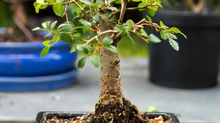 Makna dan Filosofi Tanaman Bonsai