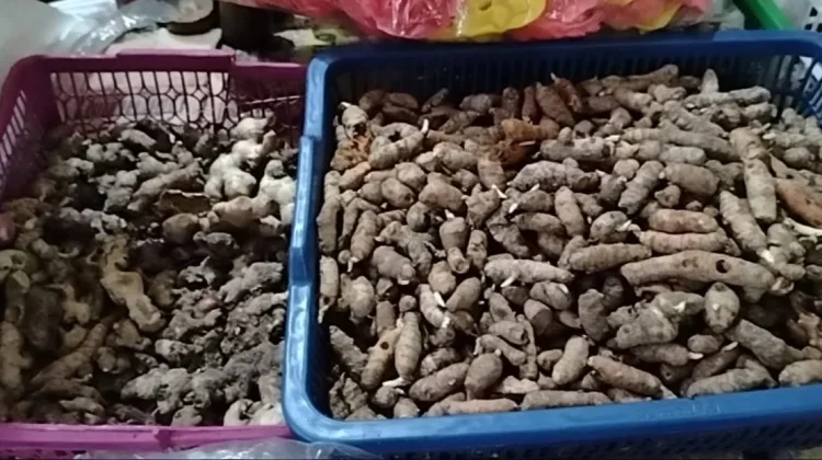 Manfaat Tanaman Kunyit bagi Kesehatan