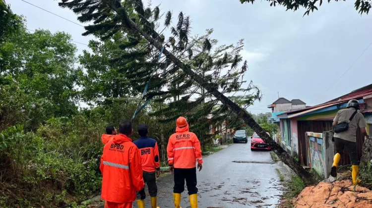 Pohon Tumbang Timpa Kabel Listrik, BPBD Tanjungpinang Bergerak Cepat