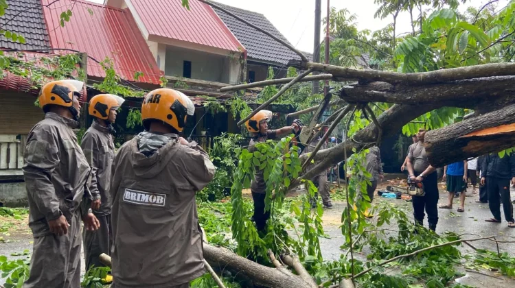 Brimob Kepri Evakuasi Pohon Tumbang Timpa Rumah