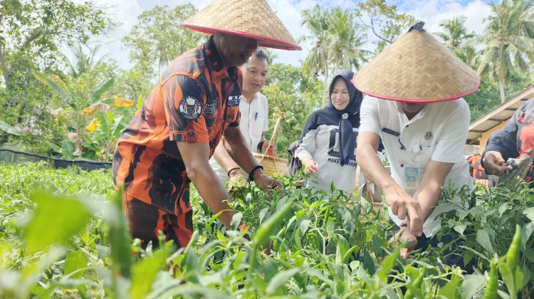 Cabai Lingga Mulai Panen, Harga Tak Lagi Pedih