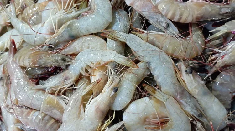 Mitos Seputar Konsumsi Udang yang Masih Dipercaya Masyarakat