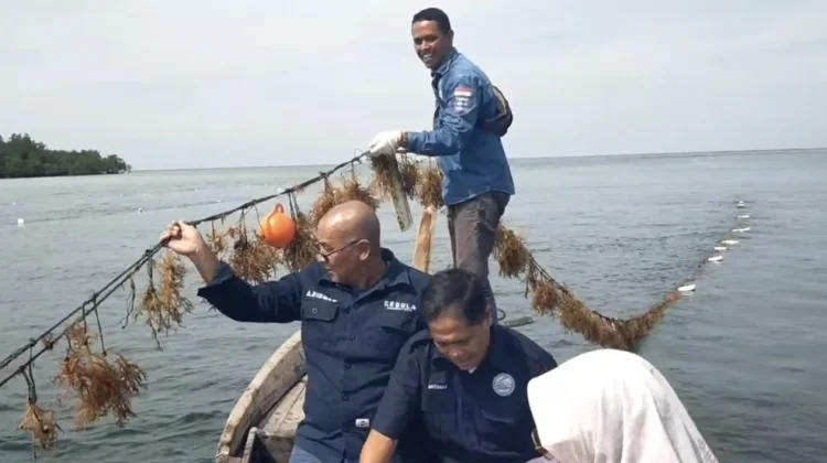 Rumput Laut Pulau Lalang Bikin Investor Ikut Nyemplung