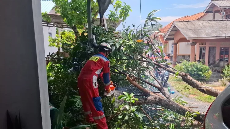 Pohon Tumbang Timpa Kanopi Rumah Warga di Tg.Uban