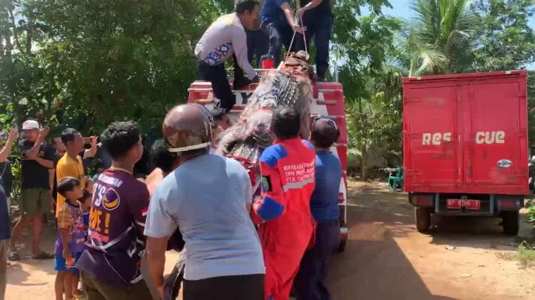 Nelayan Tanjungpinang Temukan Buaya 4 Meter saat Angkat Jaring