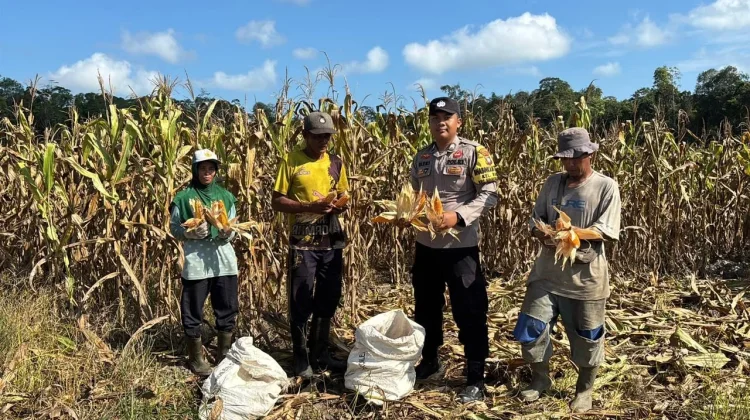 Polisi Ikut Panen, Jagung Lingga Tak Sekadar Tumbuh