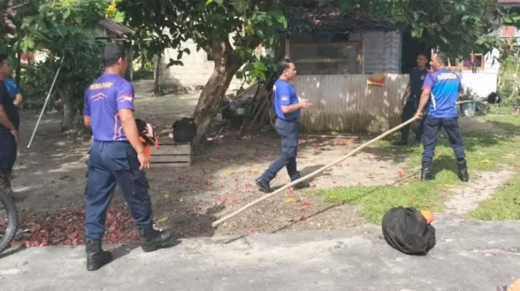 Damkar Lingga Gerak Cepat, Sarang Tawon Dihabisi
