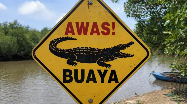 Warga Tanjungpinang Minta Peringatan Bahaya Buaya Muara
