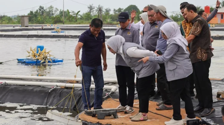 Komisi IX DPR RI Tinjau Tambak Udang Vaname di Tanjungpinang