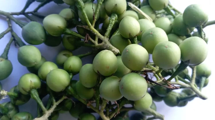 Tumbuh Liar dan Pahit, Rimbang Mengandung Banyak Nutrisi