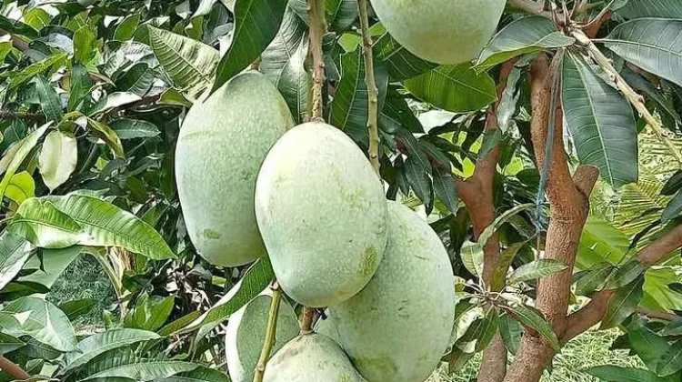 Musim Mangga, Pilih Mangga dengan Cermat agar Tidak Kecewa