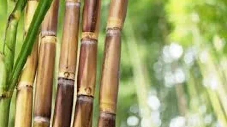 Magetan Dukung Swasembada Gula, Tanam Perdana Bongkar Ratoon Dimulai