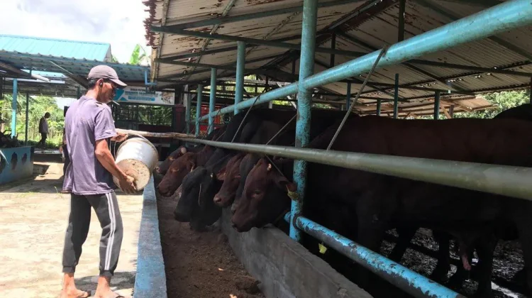 Stok Hewan Kurban di Eza Mandiri Menipis jelang Idul Adha 1447 H