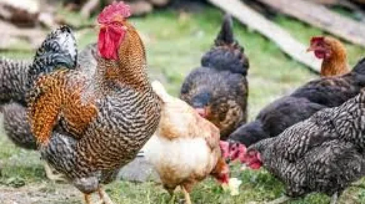 Ayam Dominasi Populasi Terbanyak di Indonesia