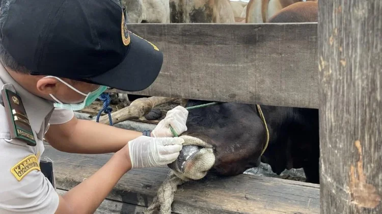 Pengawasan Hewan Kurban di Banten Diperketat