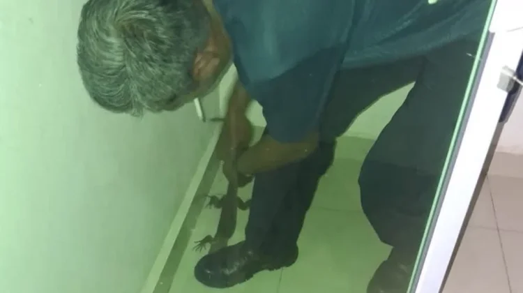 Damkar Lingga Evakuasi Biawak Masuk Rumah Warga Dabo