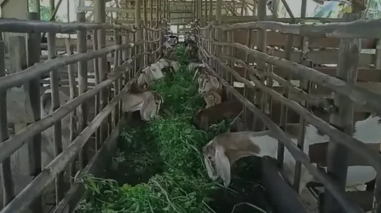 Jelang Idul Adha, DKPP Kota Bogor Perketat Pengawasan Hewan Kurban