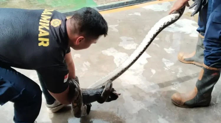 Damkar Lingga Evakuasi Ular Piton Masuk Permukiman Warga
