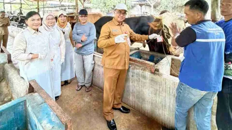 Diperiksa Ketat, Hewan Kurban di Tanjungpinang Bebas Penyakit Menular