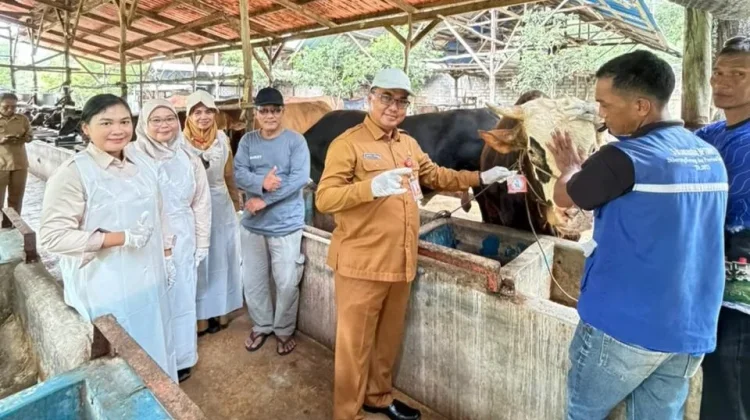 DPPP Tanjungpinang Pastikan Hewan Kurban Sehat dan Aman