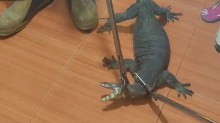 Damkar Lingga Evakuasi Biawak Nekat Sembunyi Belakang Kulkas