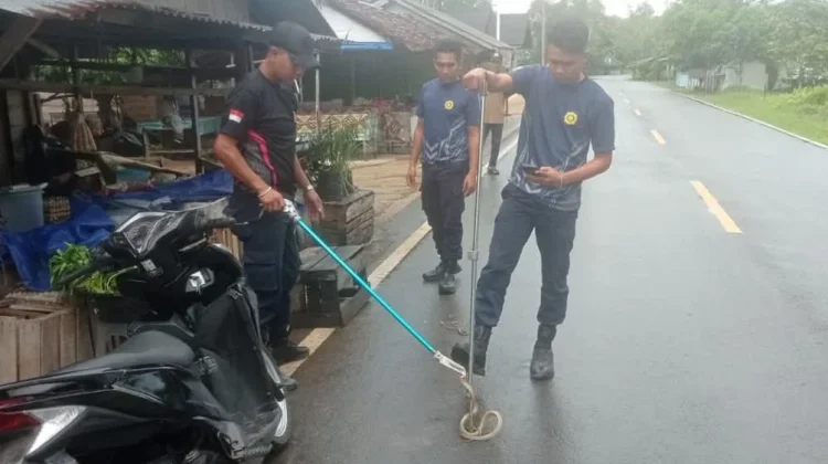 Damkar Lingga Evakuasi Dua Ular Kobra dalam Sehari