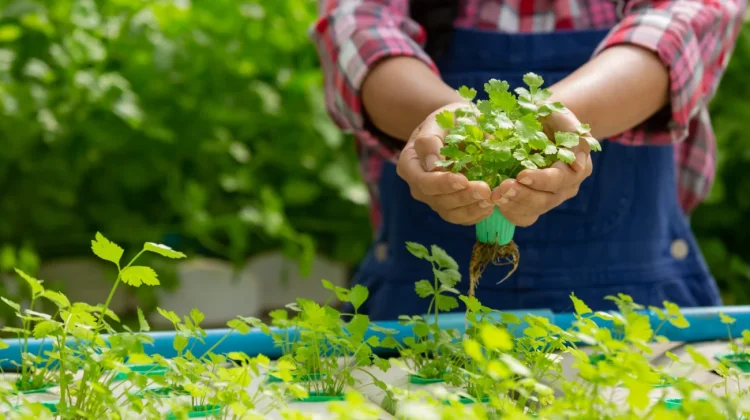 Dari Urban Farming ke Healthy Living