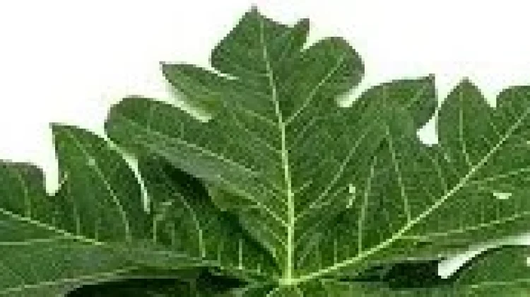 Daun Pepaya dan Perubahan Selera Generasi Modern