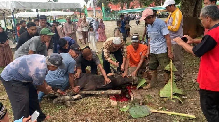 Lingga Siapkan 415 Hewan Kurban jelang Iduladha