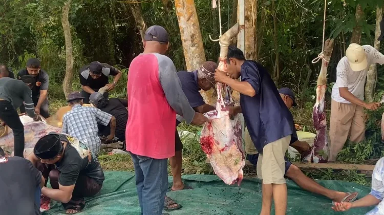 PT BCI Salurkan Dua Ekor Sapi Kurban untuk Warga Gunung Kijang