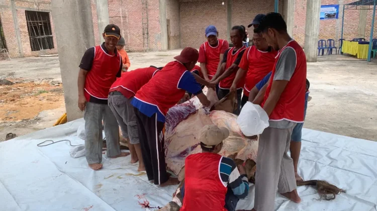 Sapi Kurban Presiden Disalurkan ke Masjid At-Taubah Tanjungpinang