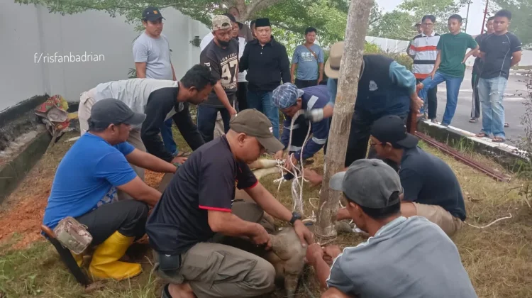 Keluarga Besar PN Tanjungpinang Sembelih Hewan Kurban Iduladha 1447 H