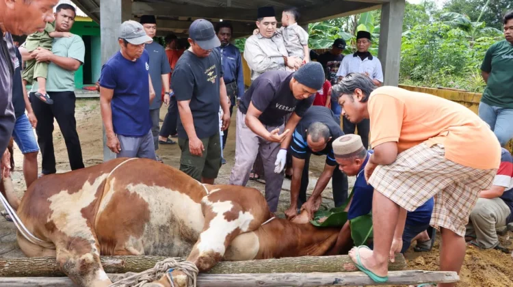 Masyarakat Bintan Terima Bantuan Sapi Kurban Presiden