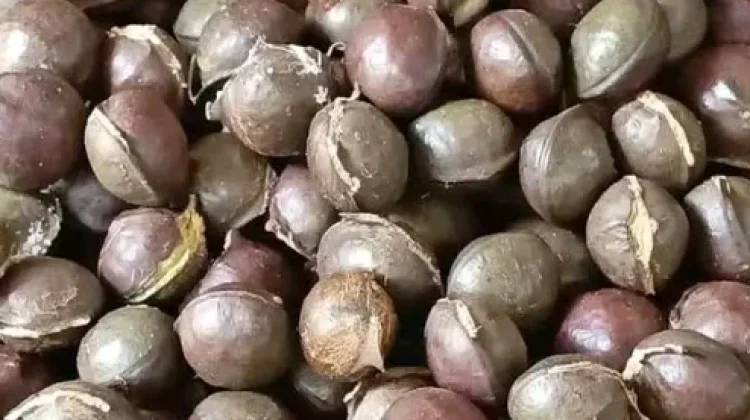 Tips Mengolah Jengkol dan Bebas Bau
