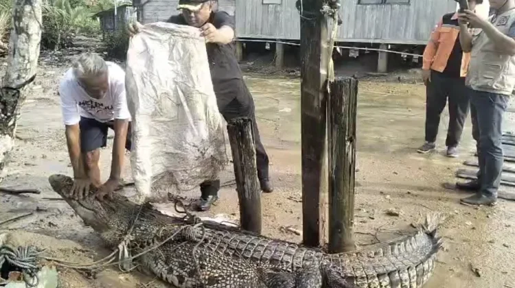 Warga Panggak Laut Tangkap Buaya Muara Pemangsa Ternak