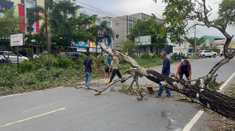 Pohon Tumbang di KM 10 Tanjungpinang, Dua Pengendara Alami Luka Ringan