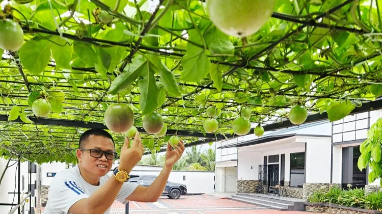 Markisa Bisa Jadi Solusi Peneduh Alami untuk Teras Rumah