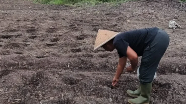 Tim Green Economy Kemenag Bintan Mulai Tanam 200 Bibit Jagung