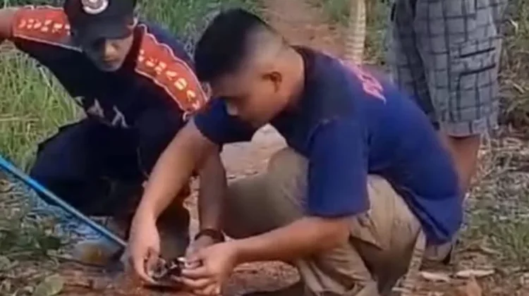 Damkar Lingga Evakuasi Kobra Tiga Meter dari Rumah Warga