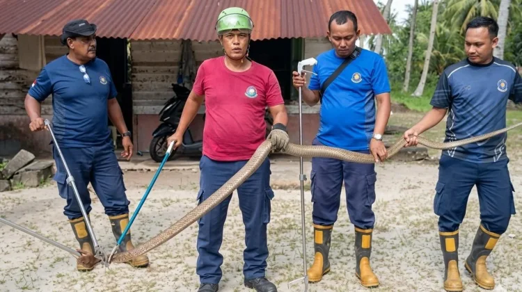 Damkar Singkep Evakuasi King Kobra dari Rumah