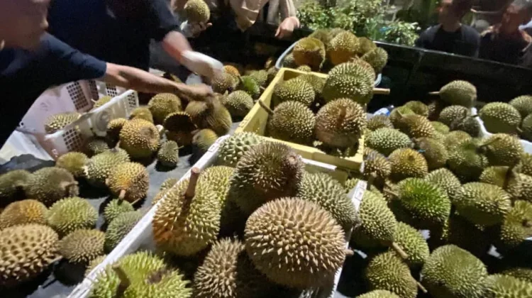 Banjir Durian, Panen Besar Sang Pemilik Kebun