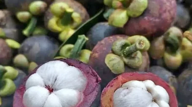 Xantones, Si Antioksidan Super Tinggi dalam Buah Manggis