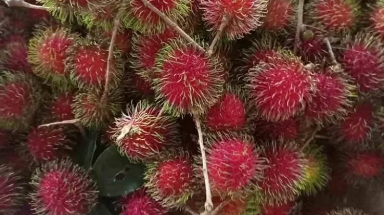 Buah Rambutan Memang Enak, tapi Tidak untuk Penderita Diabetes