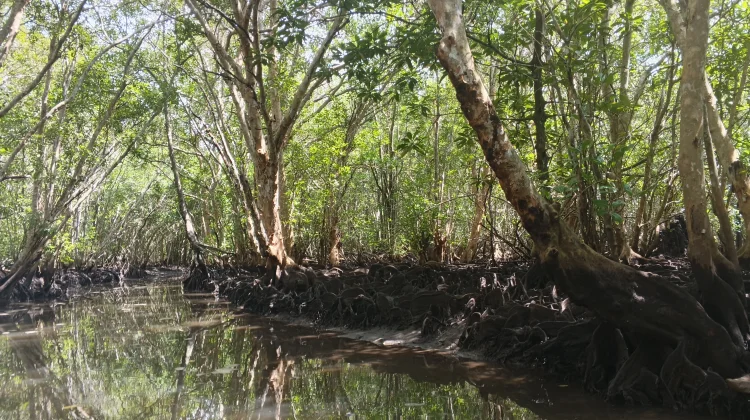 Rumah Bintan Mangrove Hadirkan Wisata dan Edukasi pelestarian Lingkungan