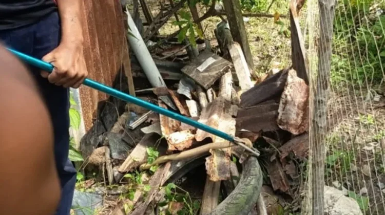 Damkar Lingga Evakuasi Ular Kobra Masuk Gudang Rumah